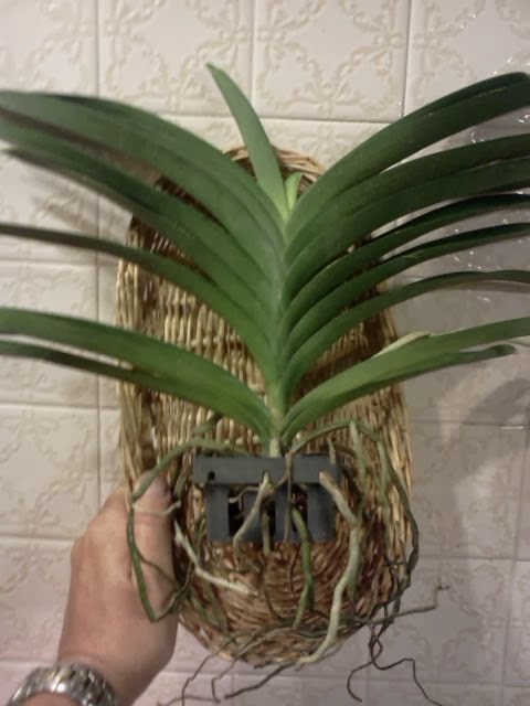 Plants For All Blog: Post 2013 Orchid Show