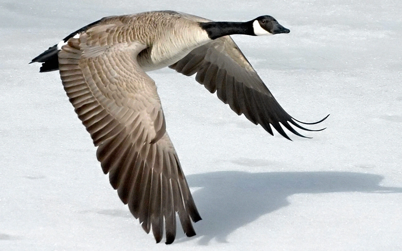 Geese Wallpapers | Animals Library