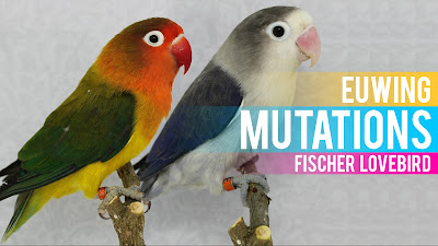 Lovebird Mutations Chart