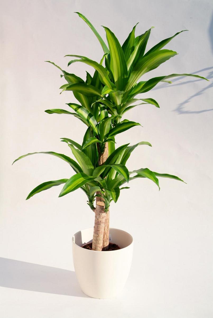 Nên trồng cây gì trong văn phòng làm việc hợp phong thủy