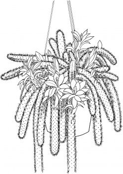 Riscos e Desenhos  Desenhos de Cactus e Suculentas
