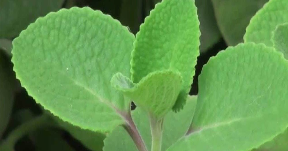 Herbalkart | The Online Herbal Store: Patharchur - Karpooravalli