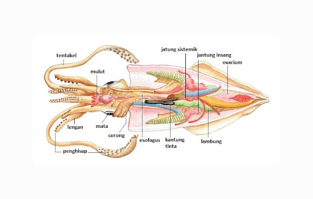 Mollusca Pengertian Ciri Struktur Tubuh Klasifikasi 