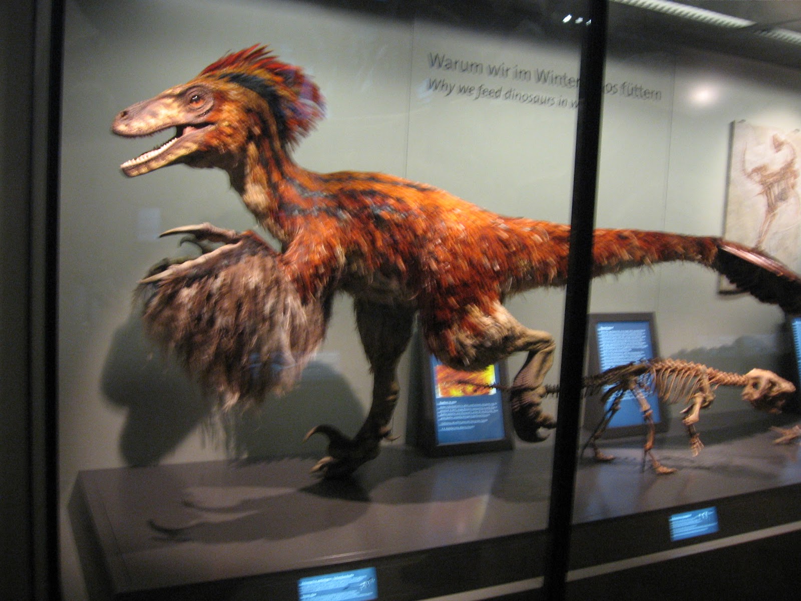 курозавр 2021. птицы потомки динозавров. курозавр хорнер. курозавр. курица какой динозавр.