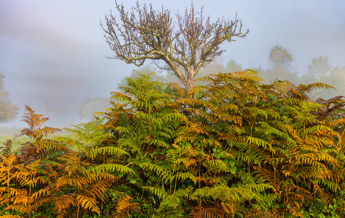 Туман в долине Туман в долине
