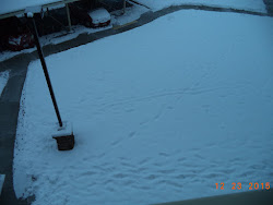 birds flying at the speed of sound 3