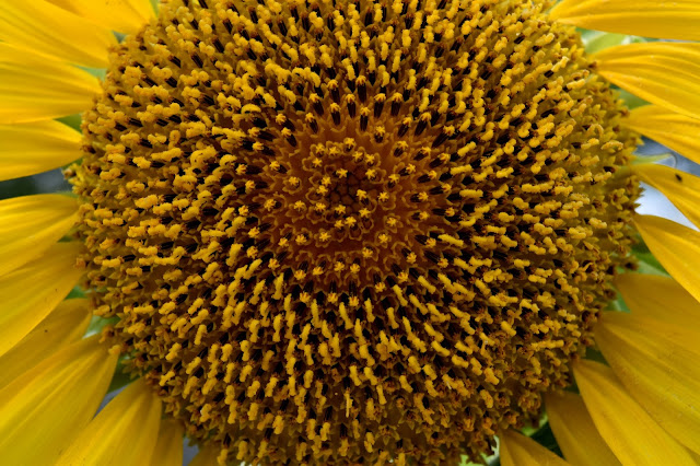 Mammoth Sunflower- close up of center
