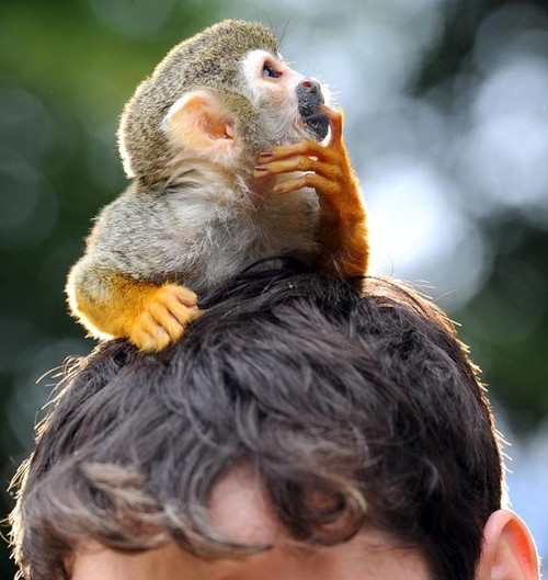 Funny Gag Gifts Compilation of Funny Animal Videos