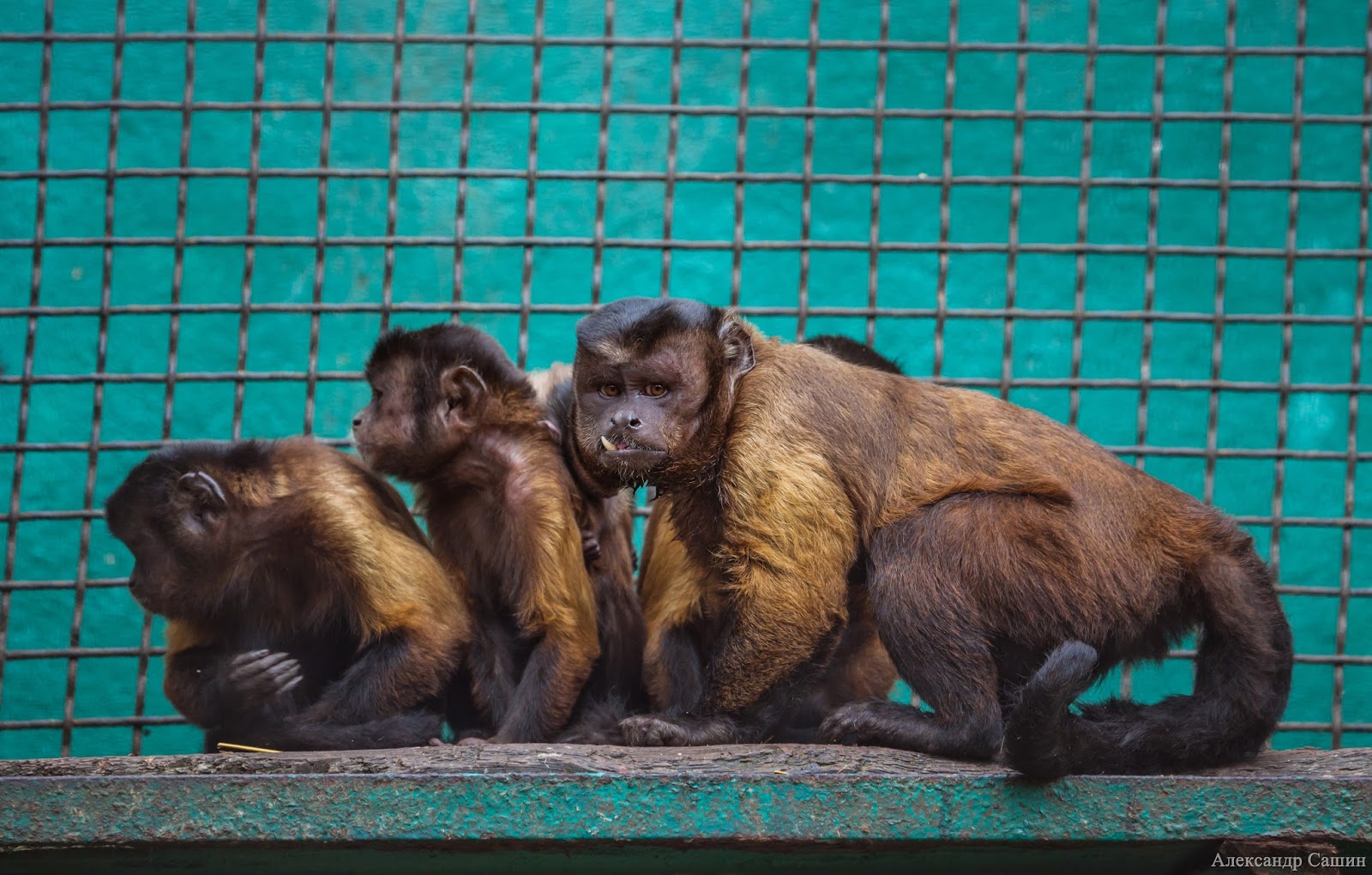 парк тайган обезьяны. обезьяна люся парк тайган. где обезьянка томик из тайгана. орангутанг дана в тайгане. гамадрила люську переселили в вольер.