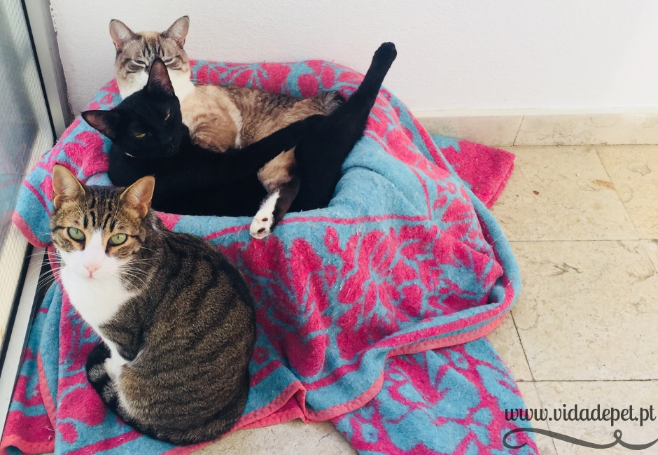 A coriza nos olhos felinos cura-se A coriza nos olhos felinos cura-se + gatos bebés + cura de doença comum+ blogue de animais de estimação + portugal + português + vida de pet + pedro e telma + partilha de histórias reais