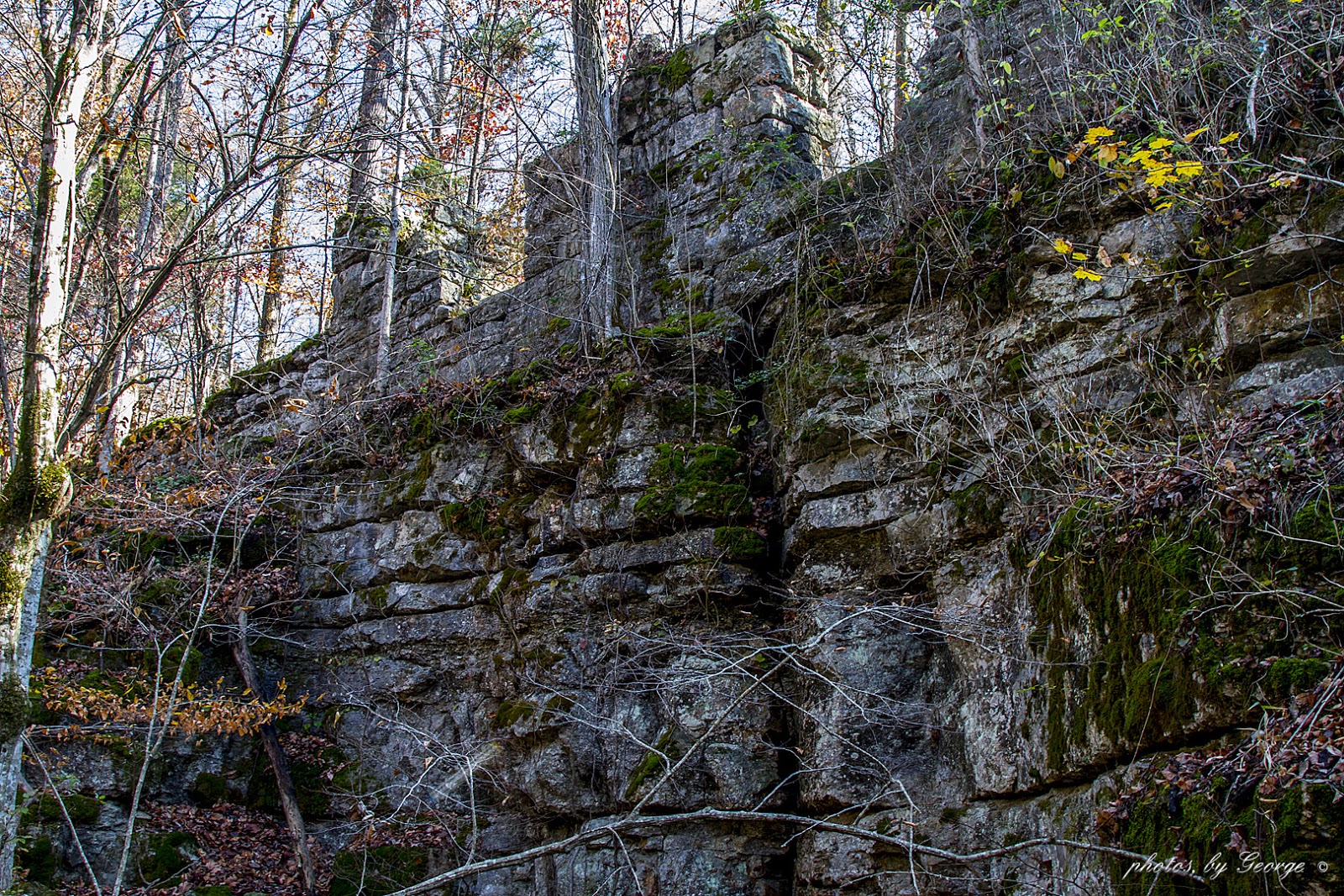 "What's Blooming Now" Old Stone Fort State Archaeological Park