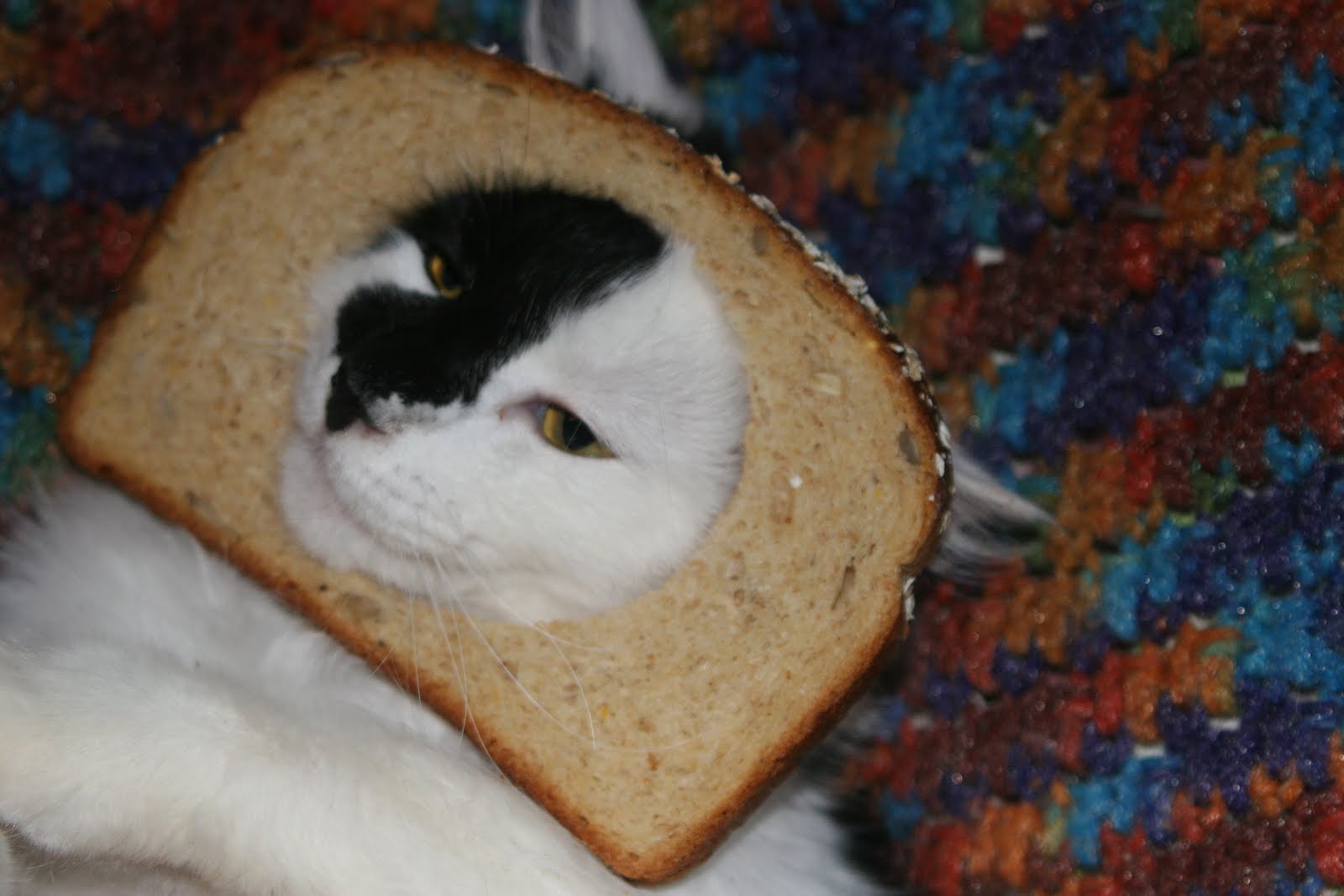 Lucindaville: Cat Breading