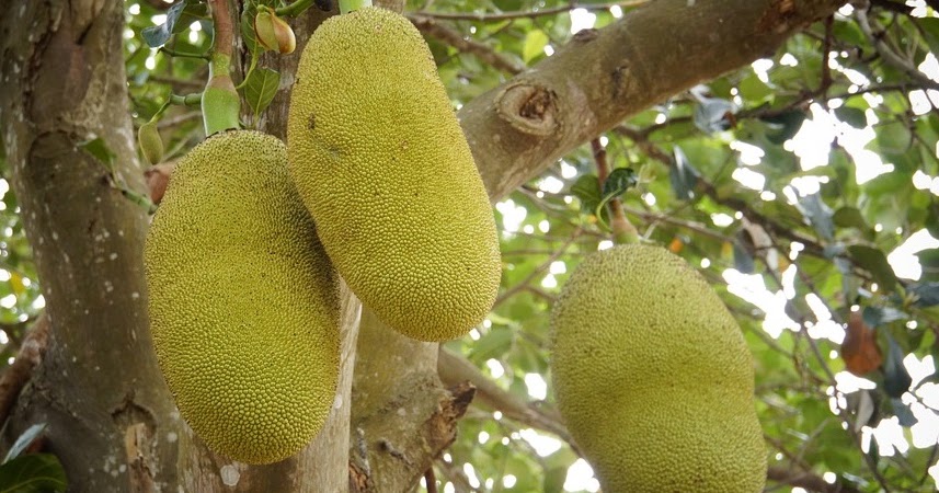 Efek Samping Mengonsumsi Buah Nangka Bagi Kesehatan Berbagi Informasi Kesehatan Dan Kecantikan
