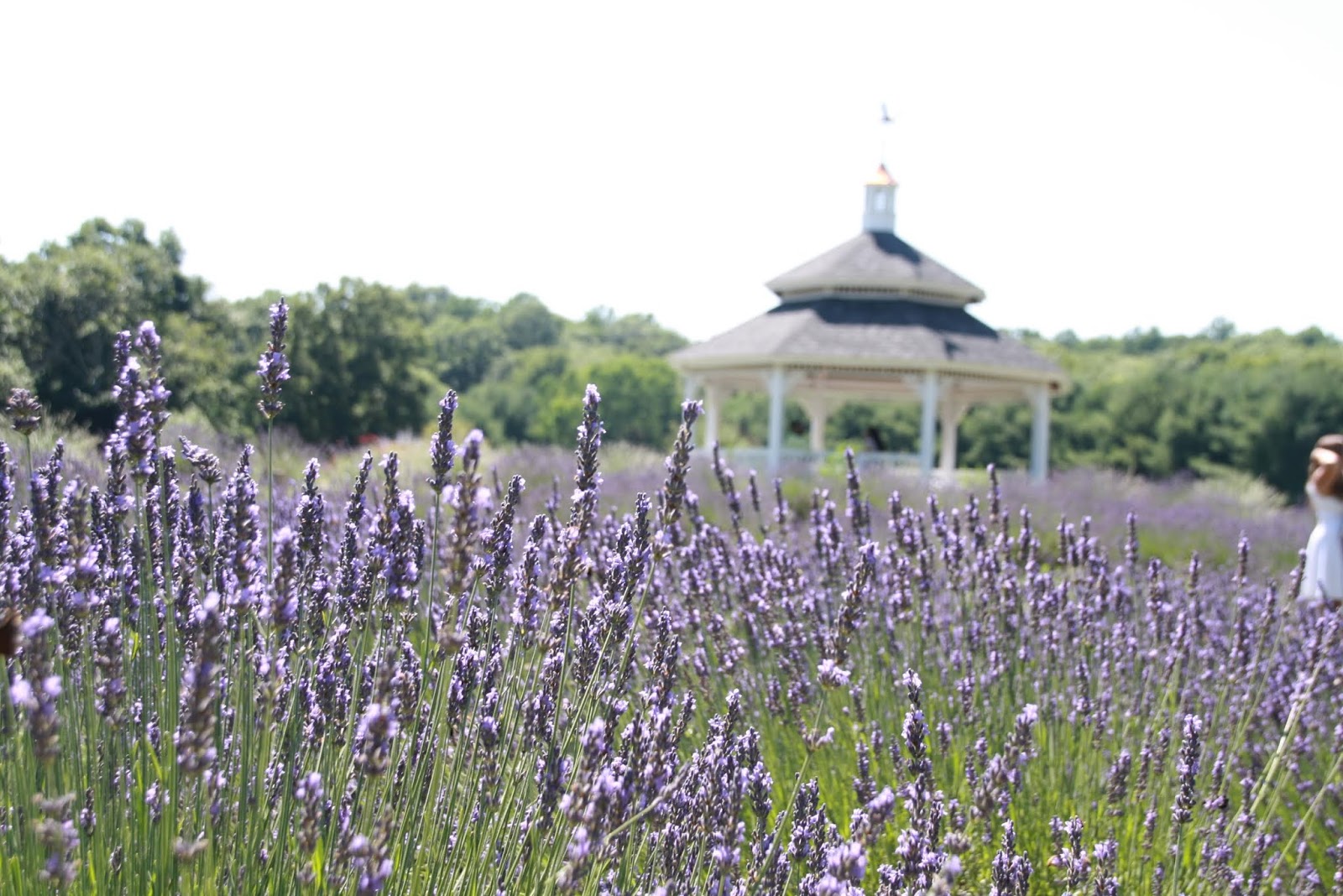 Lavender pond farm, Killingworth Connecticut