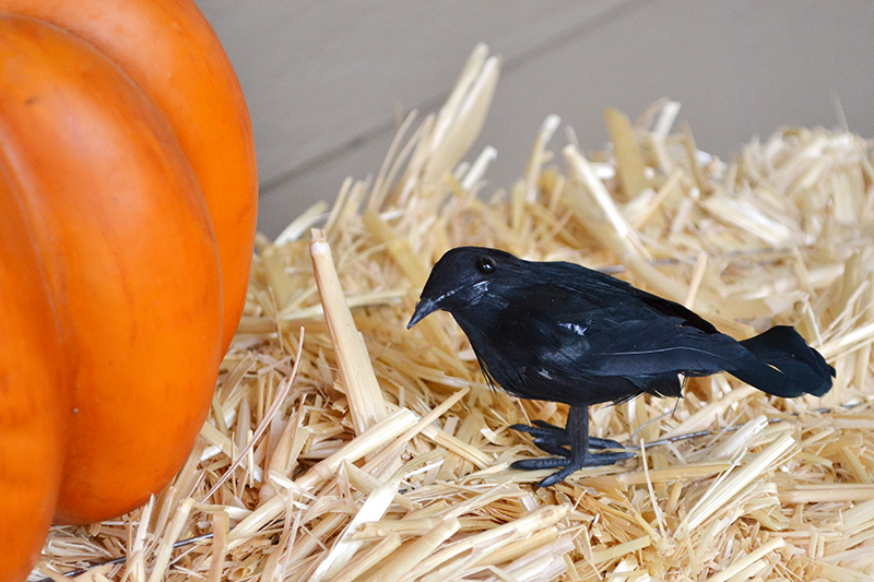 Aly Dosdall outdoor fall & halloween decor