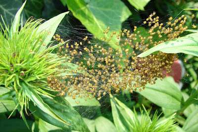 Spinnen, spider, araignée, arañas, ragno, паук, con nhện Spinnen, spider, araignée, arañas, ragno, паук, con nhện, Spinning, spin, tjerrje, predenje, предене, ämblik, hämähäkki, araignée, αράχνη, labah-labah, ragno