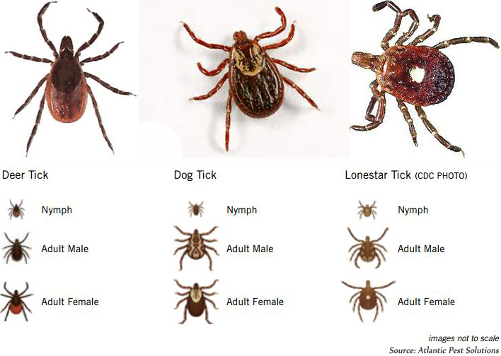 Upstate New York Outdoors 2019 Upstate Tick Report