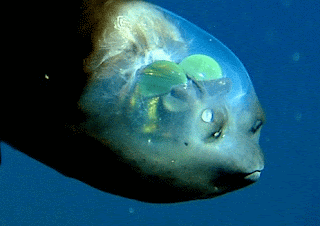 barreleye-fish.gif