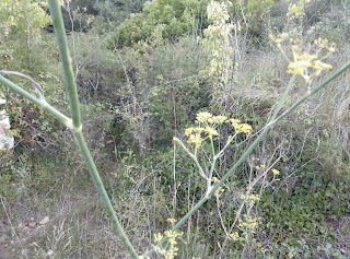Hinojo común Foeniculum vulgare Mill Planta Anis