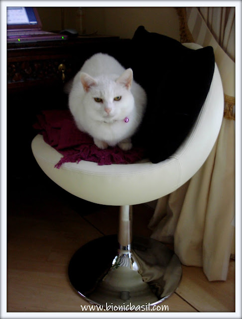 white cat sitting in a pod chair, cute cat, office cat