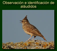 http://iberian-nature.blogspot.com.es/p/ruta-tematica-observacion-e_5046.html
