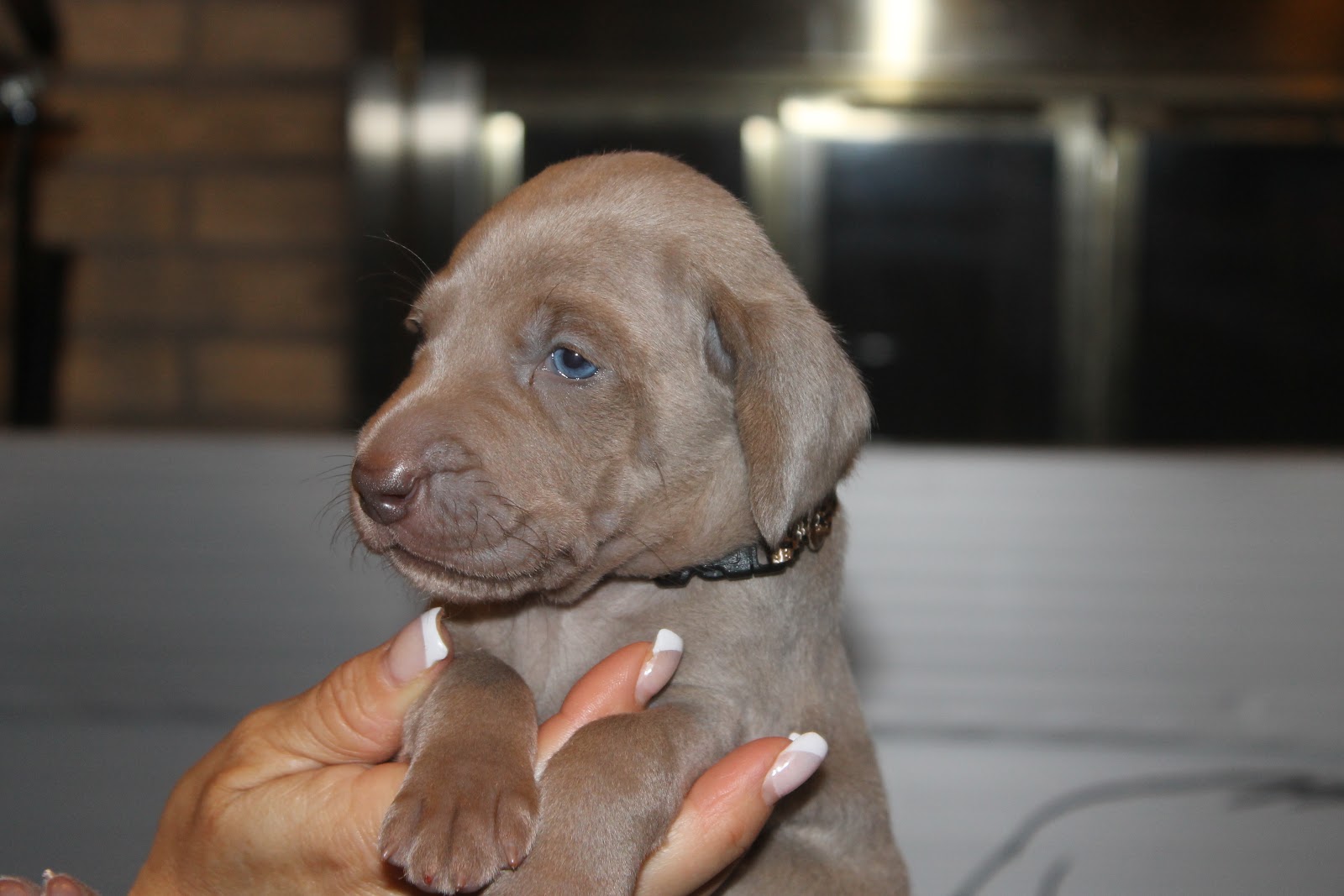 Grayhart Weimaraners JS Pups Day 23 New Collars