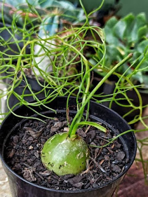A cebola-trepadeira é uma das plantas mais exóticas encontradas, trata-se de uma cebola literalmente, que pode ser cultivada em forma de flor, em vasos suspensos, arandelas e vasos em forma de bacia.