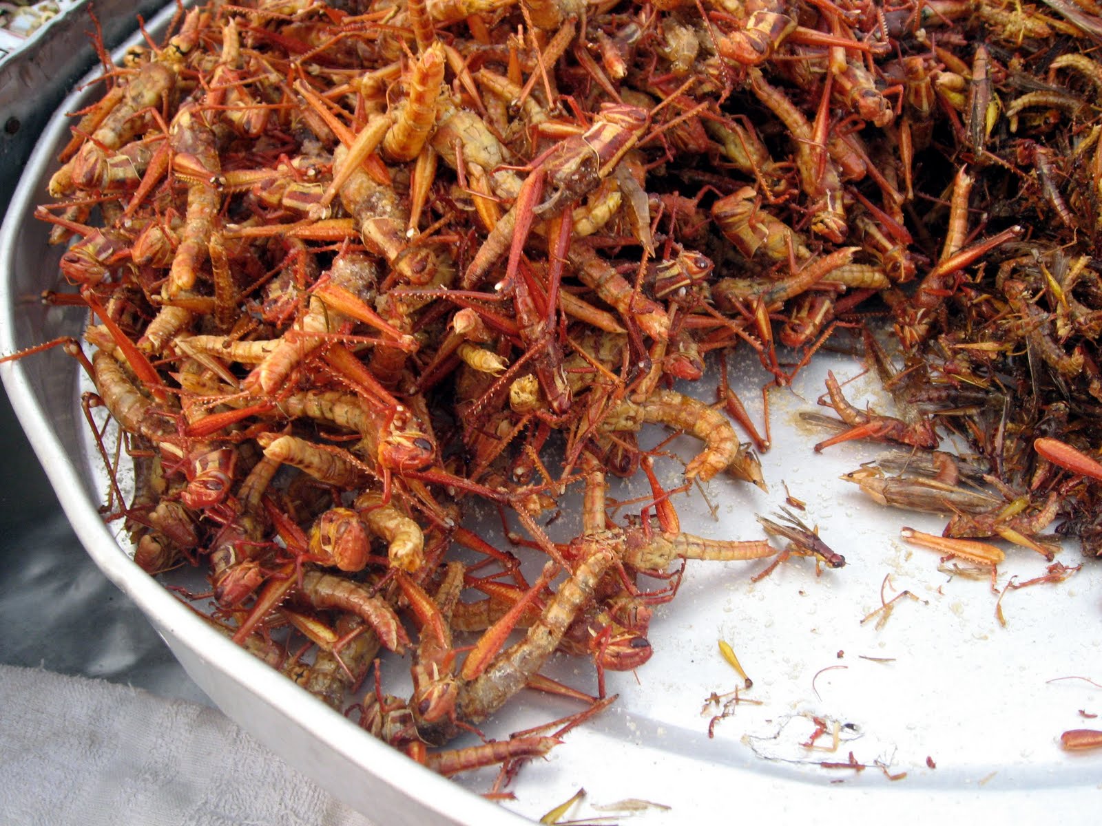 Special Food from Gunungkidul Culinary in Indonesian