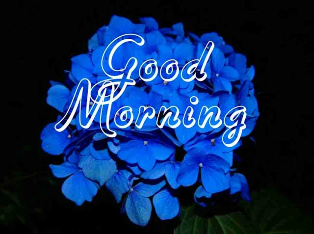 Good Morning flowers Image hd download and share with your friends and family members on facebook and whatsapp for wish very good morning