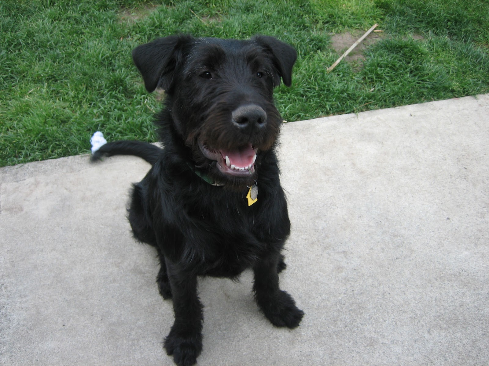 Schnauzer Mix Dog Training Home Dog Types