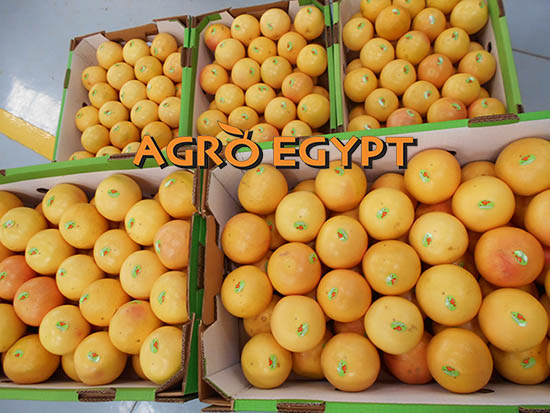 Грейпфруты упаковывают в ящики. Грейпфрут в упаковке. AGROEGYPT for Agricultural products (Ghallab.
