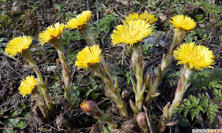 Энергия и магия лекарственных трав: где и как использовать, Энергетические магические и обережные свойства растений: где и как использовать, талисманы и обереги, народные поверья, как очистить дом с помощью растений, http://prazdnichnymir.ru/