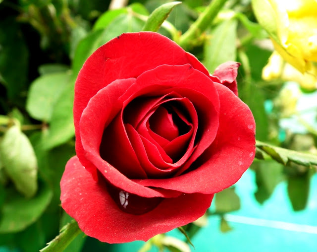 Rose flower image