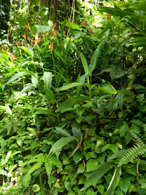 Heliconias at Diamond Botanical Gardens Soufriere St. Lucia by garden muses-not another Toronto gardening blog