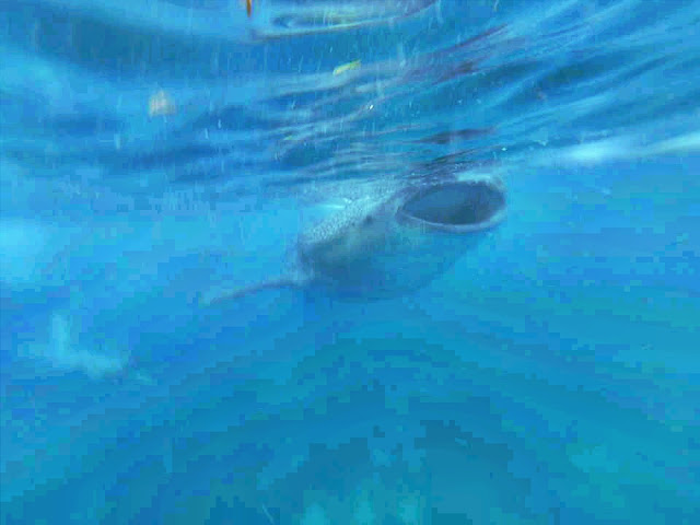 Как крымчане филиппинились: Боракай и Себу -Белый песок на Белом пляже, гигантские ракушки и китовые акулы