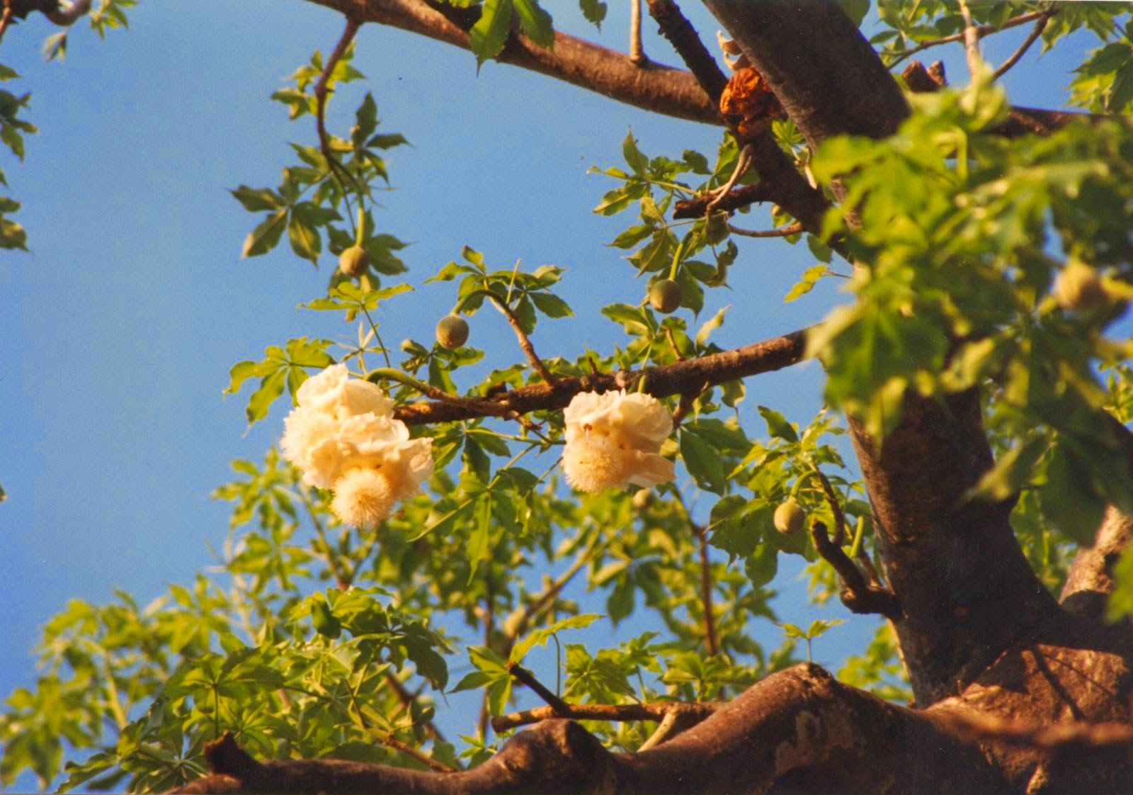 Reforestation and the Medicinal Uses of Trees Liliana Usvat Research
