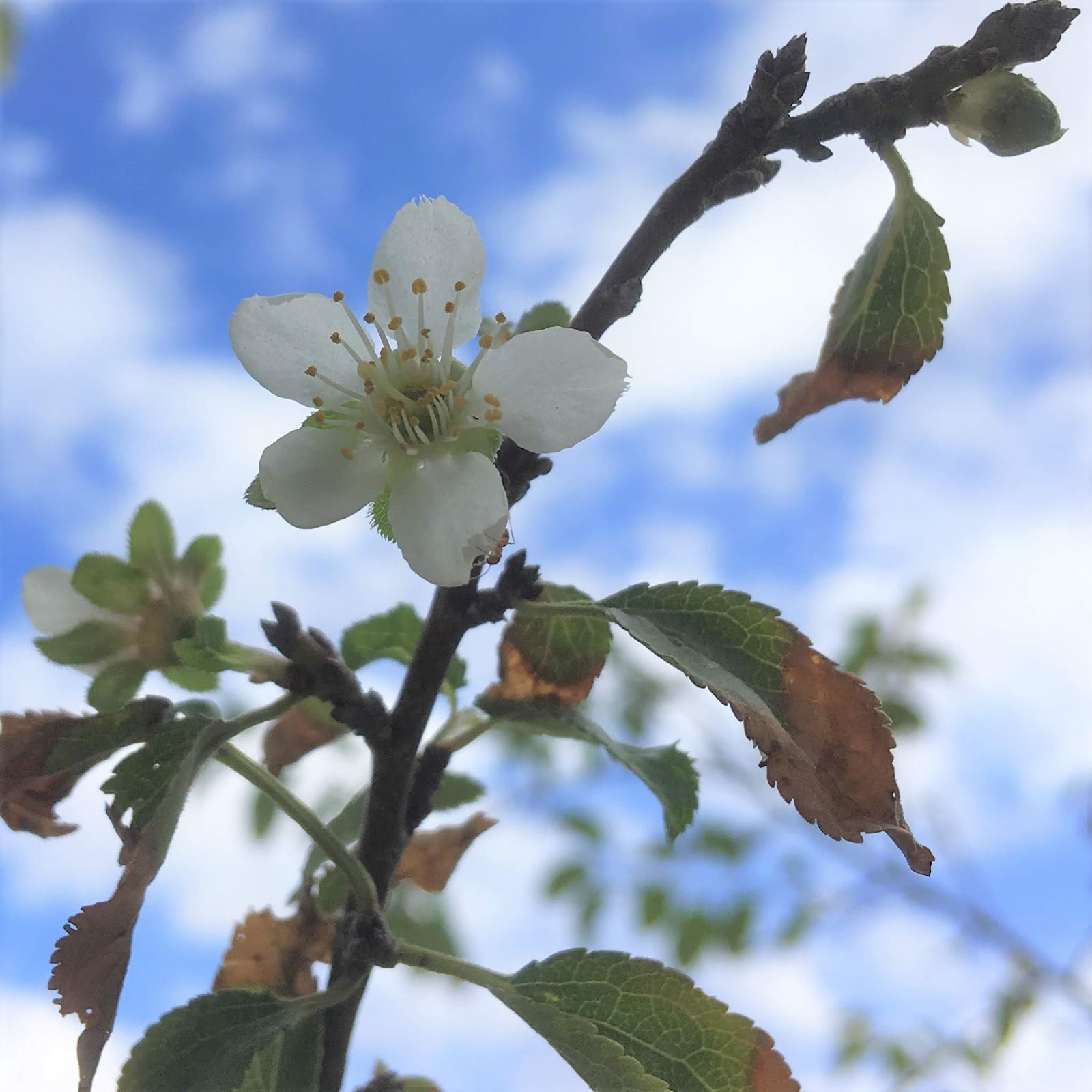 Fruit Trees Flowering at the Wrong Times Late Bloomers? Or Are These