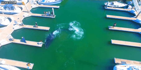 항구에 나타난 고래