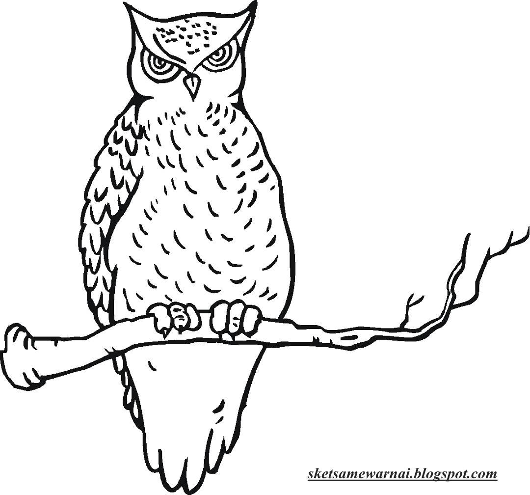 Sketsa Mewarnai Gambar Burung Hantu Sketsa Mewarnai