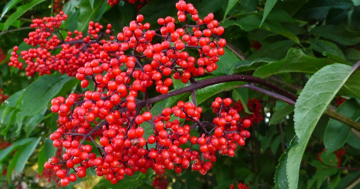 Wild Harvests Red Elderberry Experiment 1