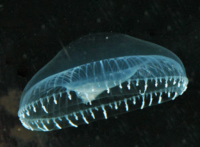 The bioluminescent jellyfish Aequorea Victoria