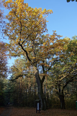 stary dąb i okolice