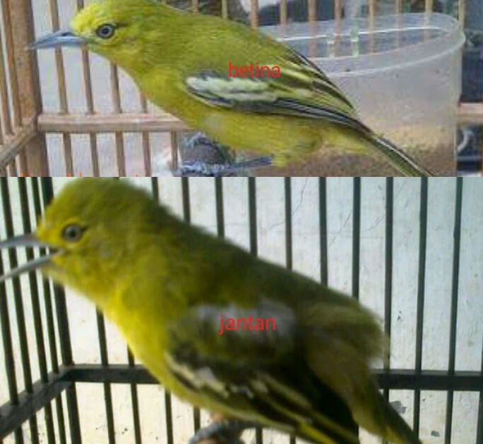 Ciriciri Akurat Cara Membedakan Burung Sirtu Jantan dan