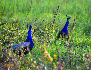 choolanur peacock sanctuary
