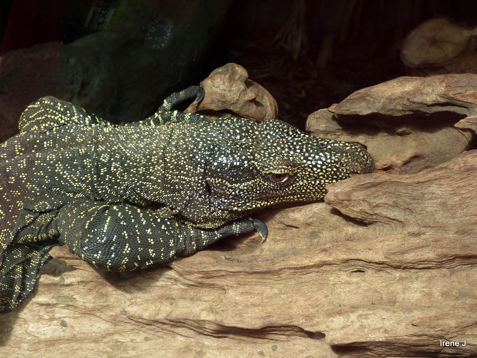 Jameisons wildlife photos Chester Zoo reptiles and fish