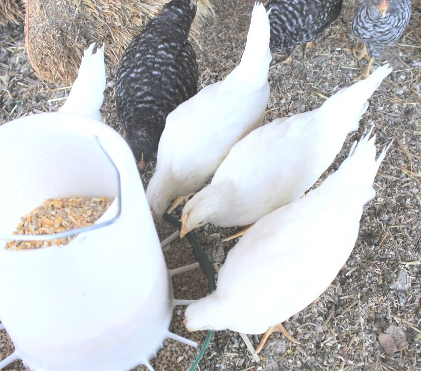 How Many Chickens Should I Get?