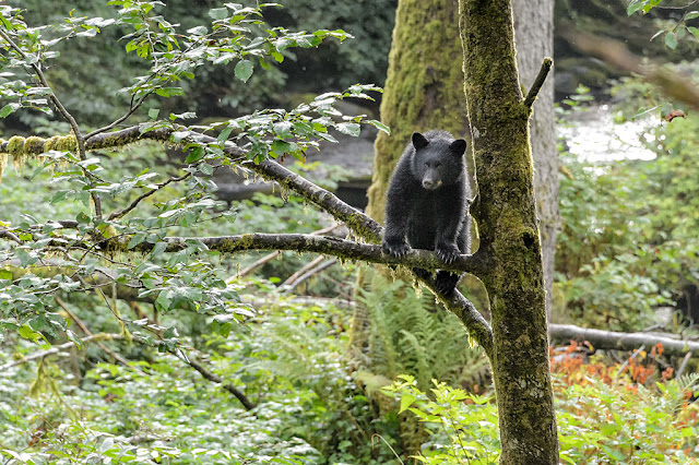 Black Bear Cub in a Tree during Bear Country & Wildlife Expedition