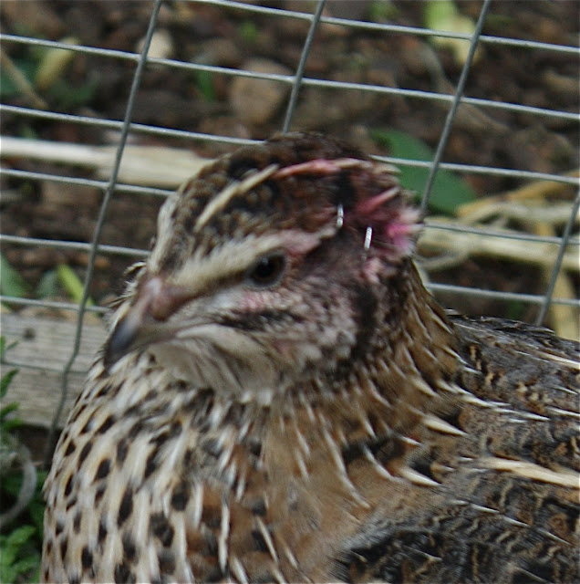 quail with head injury