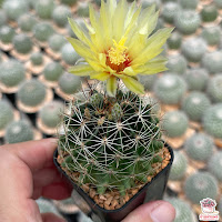 แคคตัส ฮามาโตะ เทโลแคคตัส Thelocactus setispinus