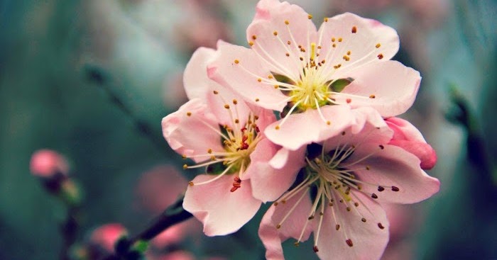 Pretty Whimsical : Wordless Wednesday. Peach Blossoms.